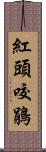 紅頭咬鵑 Scroll