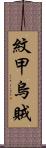 紋甲烏賊 Scroll
