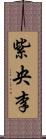 紫央李 Scroll