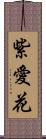 紫愛花 Scroll