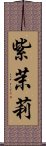 紫茉莉 Scroll