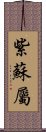 紫蘇屬 Scroll