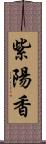 紫陽香 Scroll