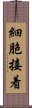 細胞接着 Scroll