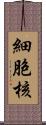 細胞核 Scroll