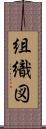 組織図 Scroll