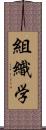 組織学 Scroll