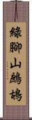 綠腳山鷓鴣 Scroll