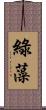 綠藻 Scroll