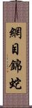 網目錦蛇 Scroll