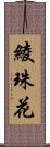 綾珠花 Scroll