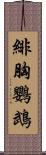 緋胸鸚鵡 Scroll