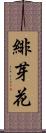 緋芽花 Scroll