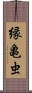縁亀虫 Scroll