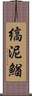 縞泥鰌 Scroll