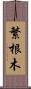 繁根木 Scroll