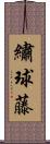 繡球藤 Scroll