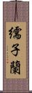 繻子蘭 Scroll