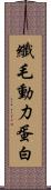 纖毛動力蛋白 Scroll