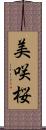 美咲桜 Scroll