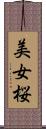 美女桜 Scroll