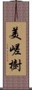 美嵯樹 Scroll