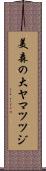 美森の大ヤマツツジ Scroll