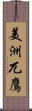 美洲兀鷹 Scroll