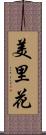 美里花 Scroll