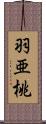 羽亜桃 Scroll