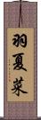 羽夏菜 Scroll