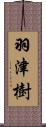 羽津樹 Scroll