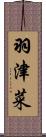 羽津菜 Scroll