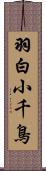 羽白小千鳥 Scroll