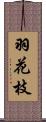 羽花枝 Scroll