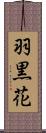 羽黒花 Scroll