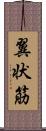 翼状筋 Scroll