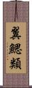 翼鰓類 Scroll