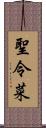 聖令菜 Scroll