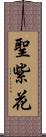 聖紫花 Scroll