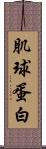 肌球蛋白 Scroll