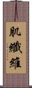 肌纖維 Scroll