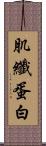 肌纖蛋白 Scroll