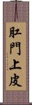 肛門上皮 Scroll