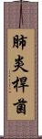 肺炎桿菌 Scroll