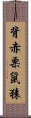 背赤栗鼠猿 Scroll