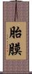 胎膜 Scroll
