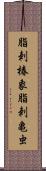 脂刺椿象;脂刺亀虫 Scroll