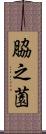 脇之薗 Scroll