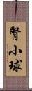 腎小球 Scroll